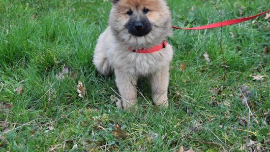 ARPA : Ils promènent votre chien - ladepeche.fr