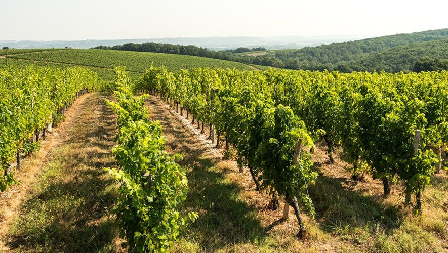 Pour connaître le dessous du vignoble expérimental "New Age" de Buzet