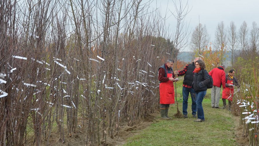 Montesquieu : c’est le moment de réserver vos arbres