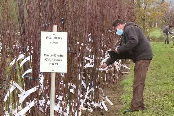 Lot-et-Garonne : les arbres fruitiers du conservatoire végétal régional proposés en clic et collecte